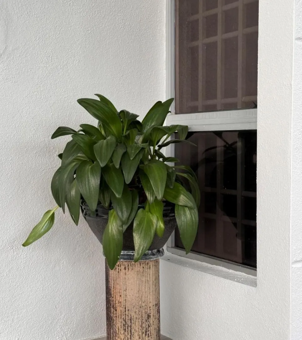 Villa 7Pax Single Story Corner Alma Near Aeon 大山脚 0*, Bukit Mertajam